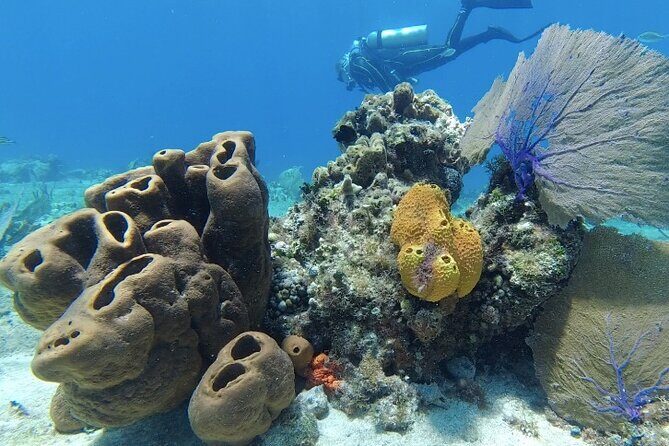 Fun Dive Machine in Playa del Carmen or Cozumel-For Certificates - Key highlights before you go