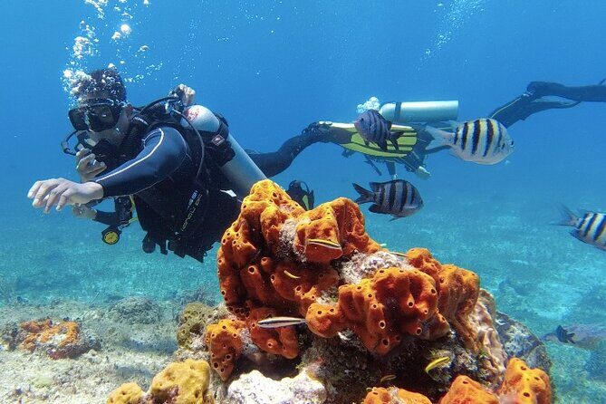 Fun Dive Machine in Playa del Carmen or Cozumel-For Certificates - Playa del Carmen vs Cozumel: which reef day fits your style?