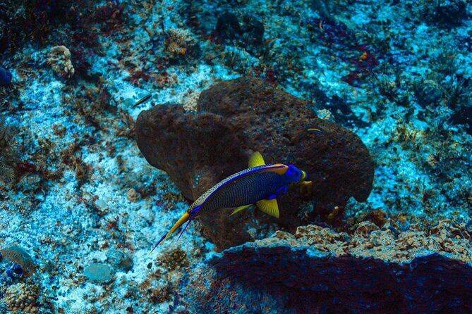 Fun Dive Machine in Playa del Carmen or Cozumel-For Certificates - Meeting point and getting there without stress