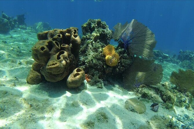Fun Dive Machine in Playa del Carmen or Cozumel-For Certificates - Guides and coaching style: calm, patient, and hands-on