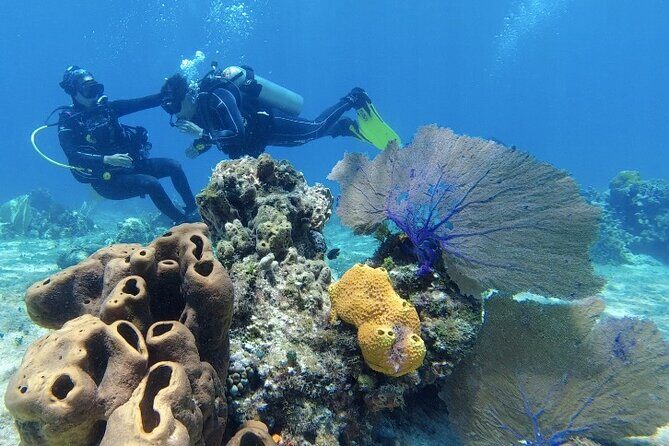 Fun Dive Machine in Playa del Carmen or Cozumel-For Certificates - Price and value: is $251 worth it?