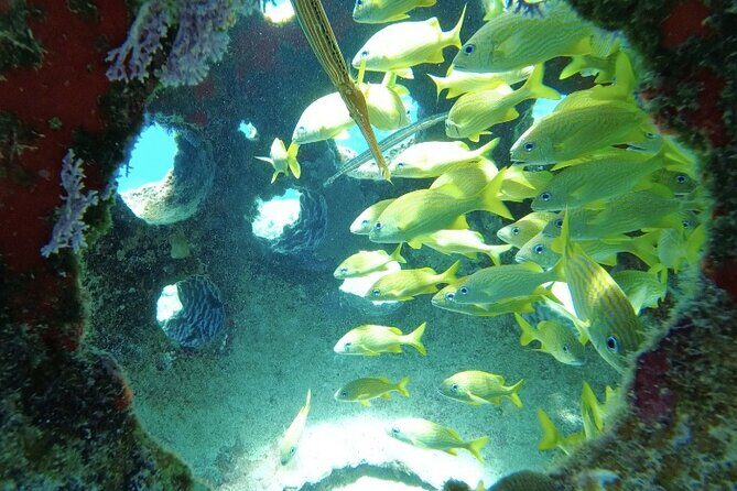Fun Dive Machine in Playa del Carmen or Cozumel-For Certificates - Should you book this reef-and-gear package?