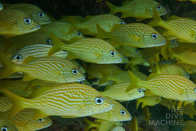 Fun Dive Machine in Playa del Carmen or Cozumel-For Certificates - Boats, gear, and what’s actually included