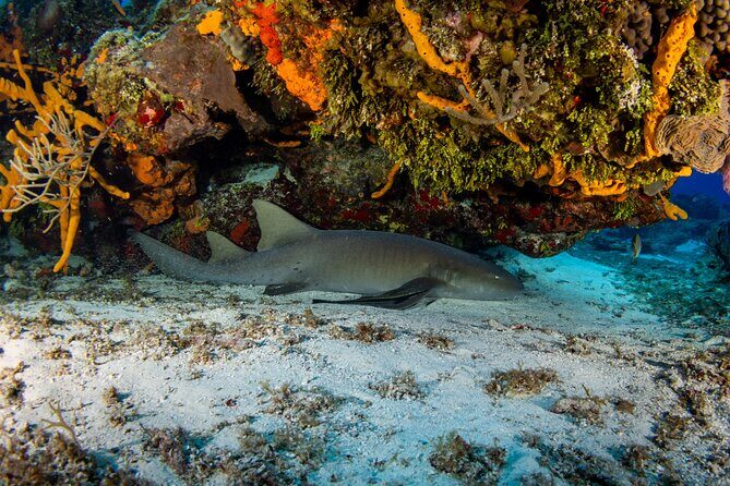 Fun dives Cozumel south marine park - Cozumel’s South Marine Park: what makes this area special