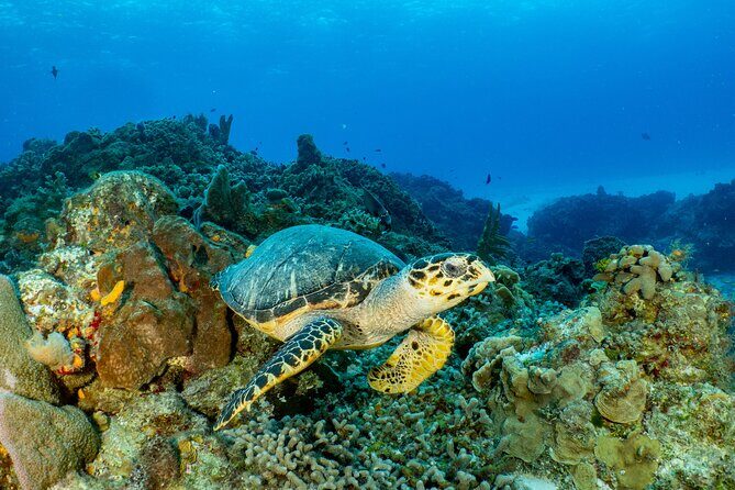 Fun dives Cozumel south marine park - The boat ride, snacks, and the pace between sessions