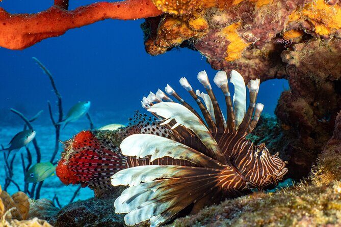 Fun dives Cozumel south marine park - The sites: wall scenery, coral, sponges, and big moments