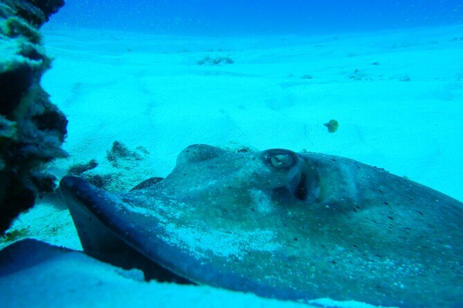 Fun dives Cozumel south marine park - Getting there: meeting point and what port logistics can feel like