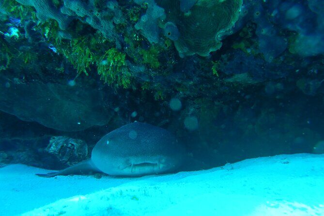 Fun dives Cozumel south marine park - Gear, photos, and what to bring so the day stays easy
