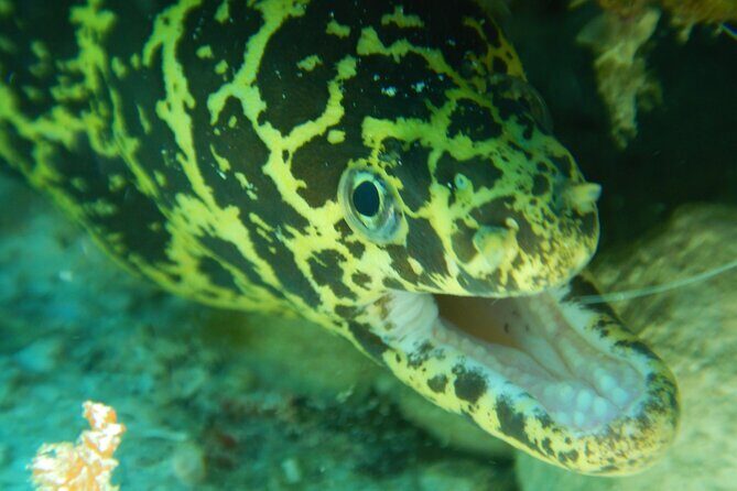 Fun dives Cozumel south marine park - The 8:45 a.m. start and the two-session plan (5–6 hours)