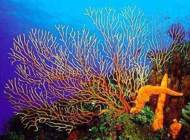 FunDiving in Cozumel - By Ferry - 2 Tanks in the wonderful Caribbean sea - Key things to know before you go