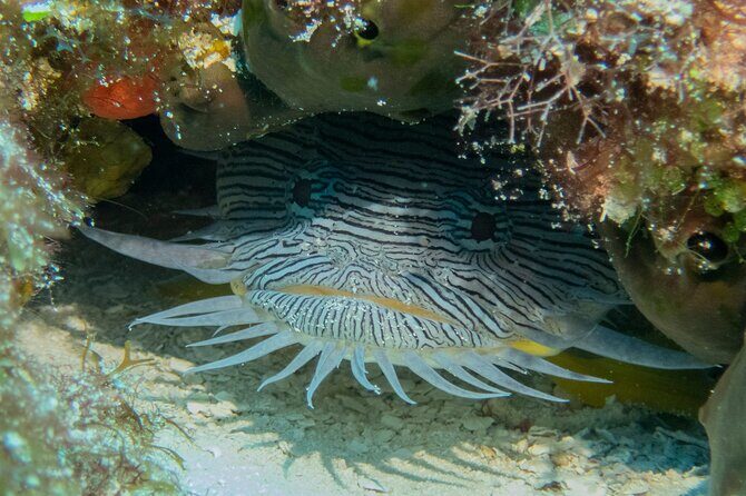 FunDiving in Cozumel - By Ferry - 2 Tanks in the wonderful Caribbean sea - Boat time: lunch, sundeck briefings, and why this matters