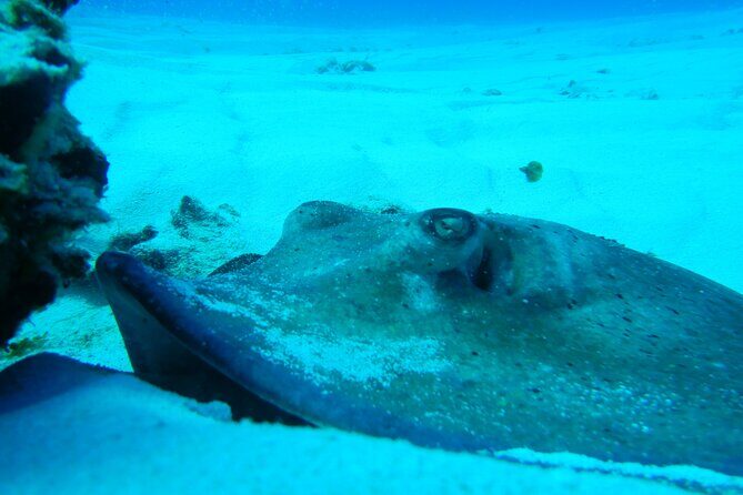FunDiving in Cozumel - By Ferry - 2 Tanks in the wonderful Caribbean sea - Marine life chances: what you can hope to see (and what changes that)