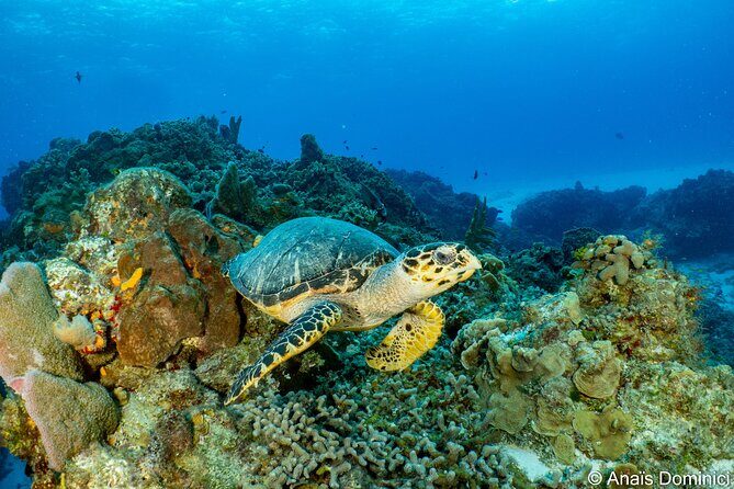 FunDiving in Cozumel - By Ferry - 2 Tanks in the wonderful Caribbean sea - Getting to Dune Mexico Cozumel and the 7:00am rhythm