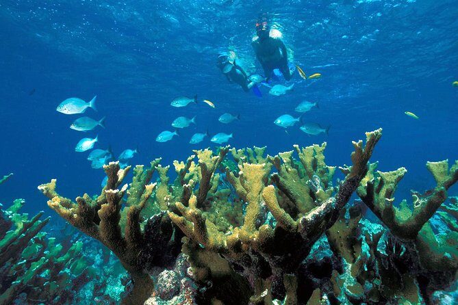 Guided Tour of Puerto Morelos Reefs with Snorkeling Experience - The Group Reality: Shared Transport and Why It Can Stretch