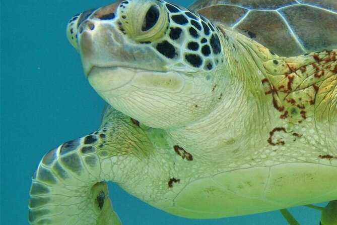 Half Day Akumal Beach Swim and Snorkel with Turtles Experience - The Half-Day Timeline: Pickup to Turtle Swim to Beach Time