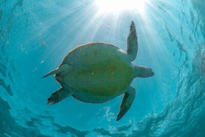 Half Day Akumal Beach Swim and Snorkel with Turtles Experience - Meeting Other Groups: Why Timing and Waiting Can Change Everything