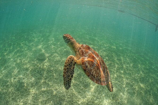 Half Day Akumal Beach Swim and Snorkel with Turtles Experience - Price and Fees: Is It Good Value at $89.61?