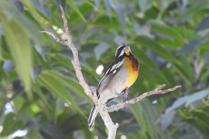 Half-Day Birdwatching Puerto Morelos - Meet Your Guide: What Expert Direction Feels Like