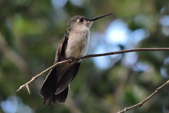 Half-Day Birdwatching Puerto Morelos - Small-Group Size (Max 6) and the Social Birding Advantage