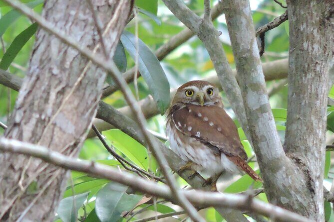 Half-Day Birdwatching Puerto Morelos - Duration and Timing: Why a 6-Hour Plan Works