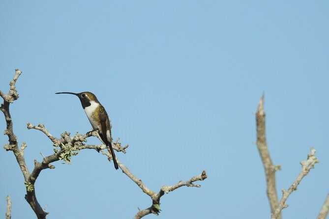 Half-Day Birdwatching Puerto Morelos - Meeting Point at 7-Eleven: Simple Logistics That Still Matter