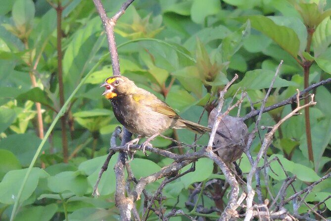 Half-Day Birdwatching Puerto Morelos - What to Wear and Bring for All-Weather Birding