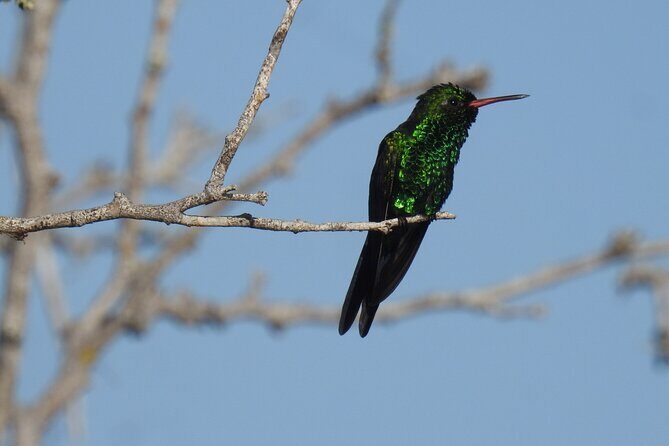 Half-Day Birdwatching Puerto Morelos - Price and Value: What $135 Buys You in Real Field Time