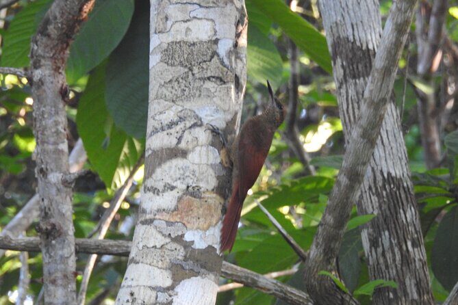 Half-Day Birdwatching Puerto Morelos - What You’re Looking For: Endemic and Migratory Birds