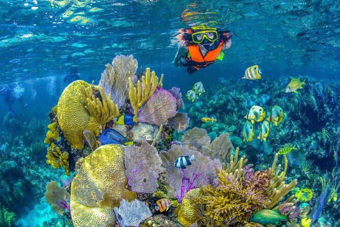 Half Day Guided Snorkeling Adventure Tour from Cancun - Key highlights worth clocking