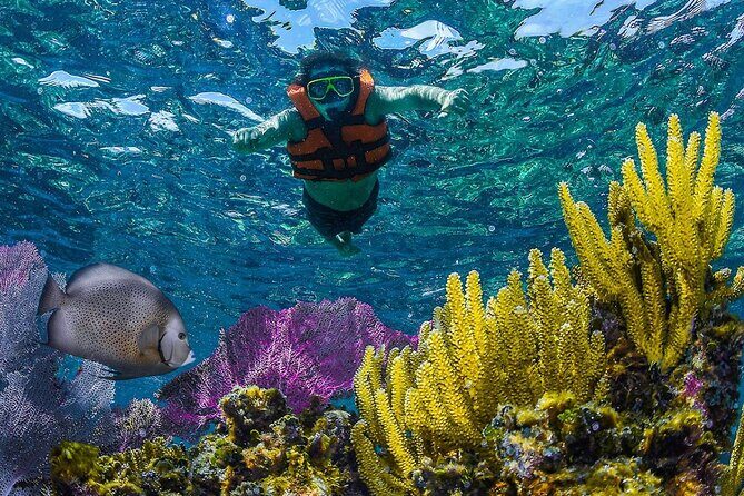 Half Day Guided Snorkeling Adventure Tour from Cancun - The big idea: snorkel Puerto Morelos and still get lunch