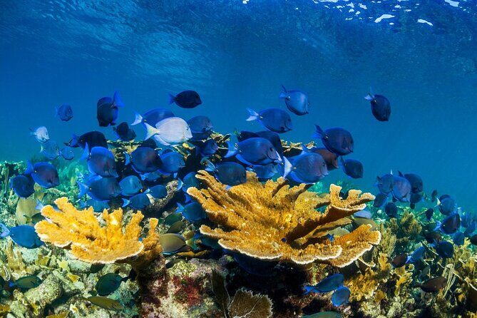 Half Day Guided Snorkeling Adventure Tour from Cancun - Puerto Morelos National Park: what makes it worth the trip