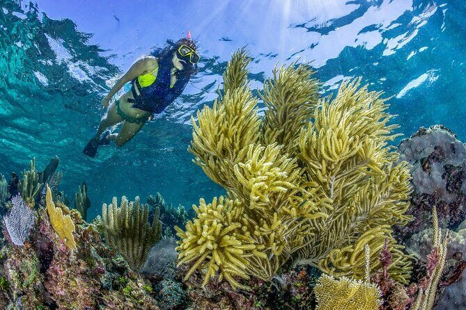 Half Day Guided Snorkeling Adventure Tour from Cancun - Your guide matters: the energy and the teaching