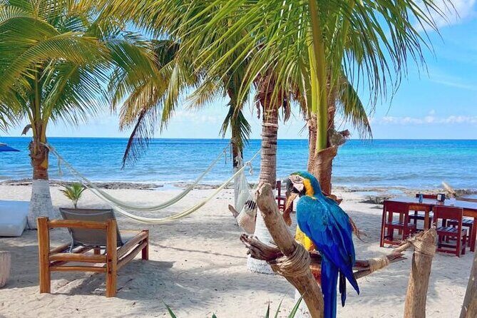 Half-Day Island Tour with Mayan Experience & Beach Break - Price and value: why $59 can work (and when it might not)