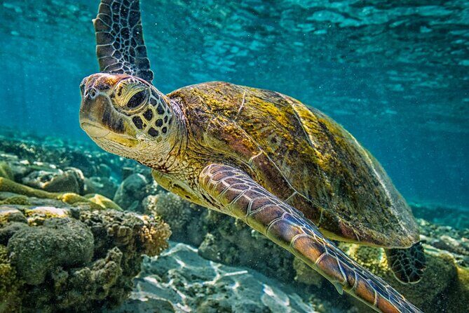 Half-Day Puerto Morelos Snorkeling Experience with Lunch - Why Puerto Morelos Beats a Typical Cancun Snorkel Morning