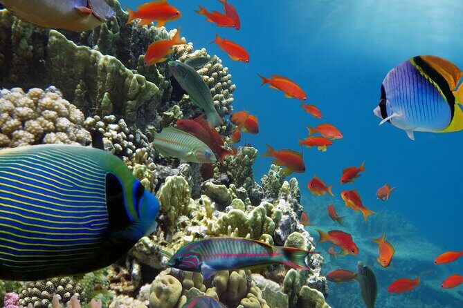 Half-Day Puerto Morelos Snorkeling Experience with Lunch - Equipment, Water Rules, and the No-Phone Reality