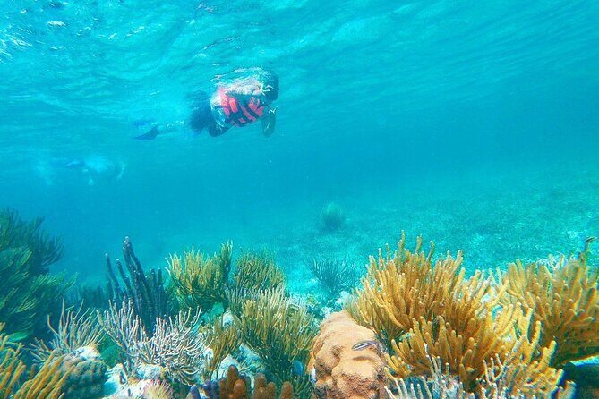 Half-Day Puerto Morelos Snorkeling Experience with Lunch - Lunch on the Beach: Tacos, Timing, and What’s Included