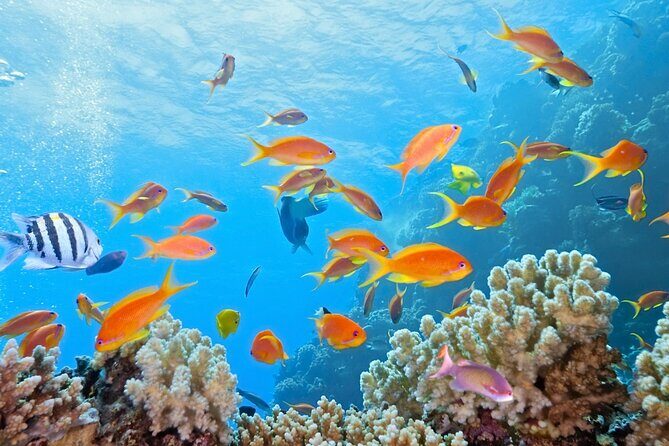 Half-Day Puerto Morelos Snorkeling Experience with Lunch - Price and Value: What $49 Really Buys (Plus the $12 Fee)