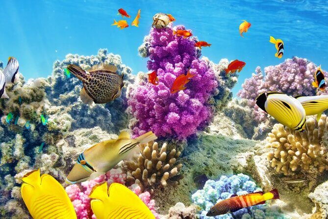 Half-Day Puerto Morelos Snorkeling Experience with Lunch - Getting There Without Losing the Day: Pickup and Timing