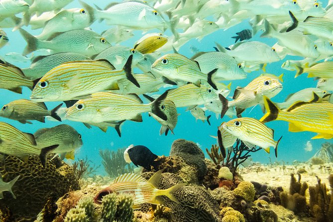 Half-Day Scuba Diving in Playa del Carmen for Small-Group - Certification matching and the “recently underwater” rule