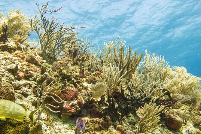 Half-Day Scuba Diving in Playa del Carmen for Small-Group - From Tank-Ha to the boat: how the logistics play out