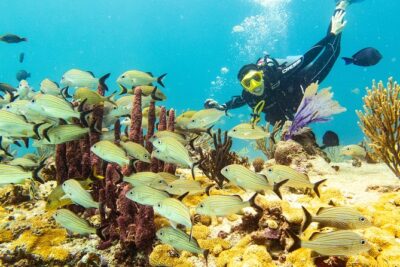 Half-Day Scuba Diving in Playa del Carmen for Small-Group - What’s included: tanks and weights, plus the safety briefing you’ll actually appreciate