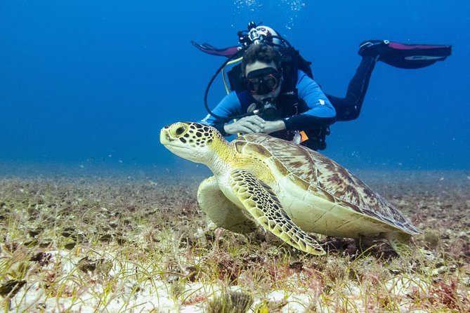 Half-Day Scuba Diving in Playa del Carmen for Small-Group - Who should choose this experience (and who might not)
