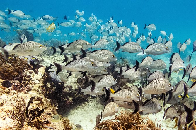 Half-Day Scuba Diving in Playa del Carmen for Small-Group - Should you book this half-day scuba session in Playa del Carmen?