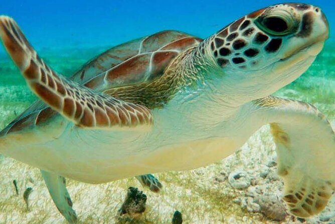Half Day Semiprivate Snorkeling with Turtles and Majestic Cenote - Why Akumal Bay turtles feel different with a small boat