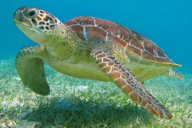 Half Day Semiprivate Snorkeling with Turtles and Majestic Cenote - Lunch of flautas, rice, beans, and lemonade in a secret snack stop