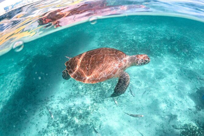 Half-day Tour Sea Turtles Encounter in Akumal Bay - Key things to know before you go