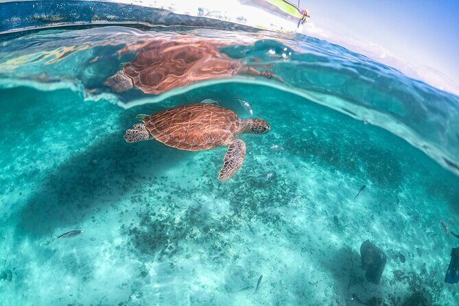 Half-day Tour Sea Turtles Encounter in Akumal Bay - Beach time after the turtles: snacks, shade, and a smart way to use your 2 hours