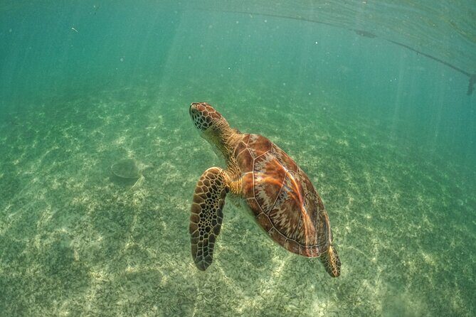 Half-day Tour Sea Turtles Encounter in Akumal Bay - Small-group size: what max 14 people changes in real life