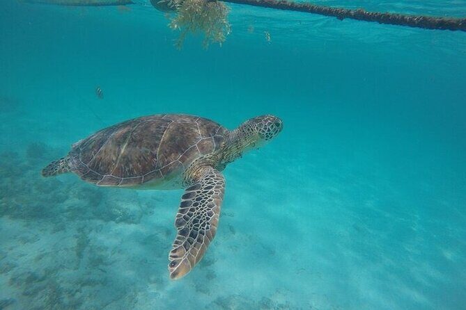 Half-day Tour Sea Turtles Encounter in Akumal Bay - Tips to improve your turtle-spotting odds (without breaking the rules)