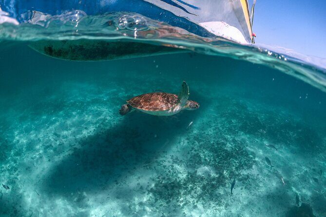 Half Day Tour: Turtles Encounter in Akumal Beach - Key highlights you’ll care about